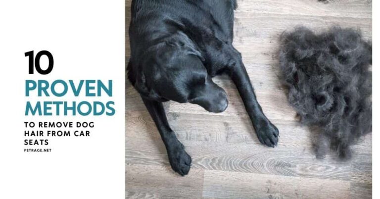 10 proven methods to remove dog hair from car seats petrage