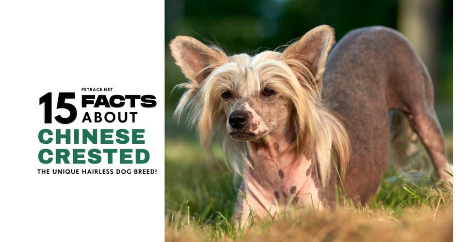 15 surprising facts about the chinese crested dog petrage