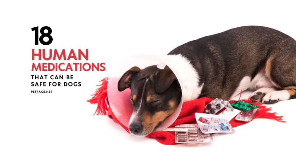 18 human medications that can be safe for dogs nd their dosages petrage