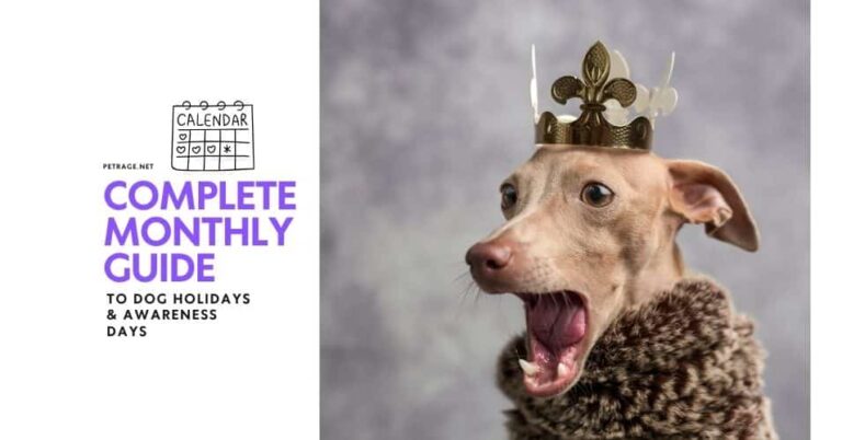 complete monthly guide to dog holidays & awareness days petrage