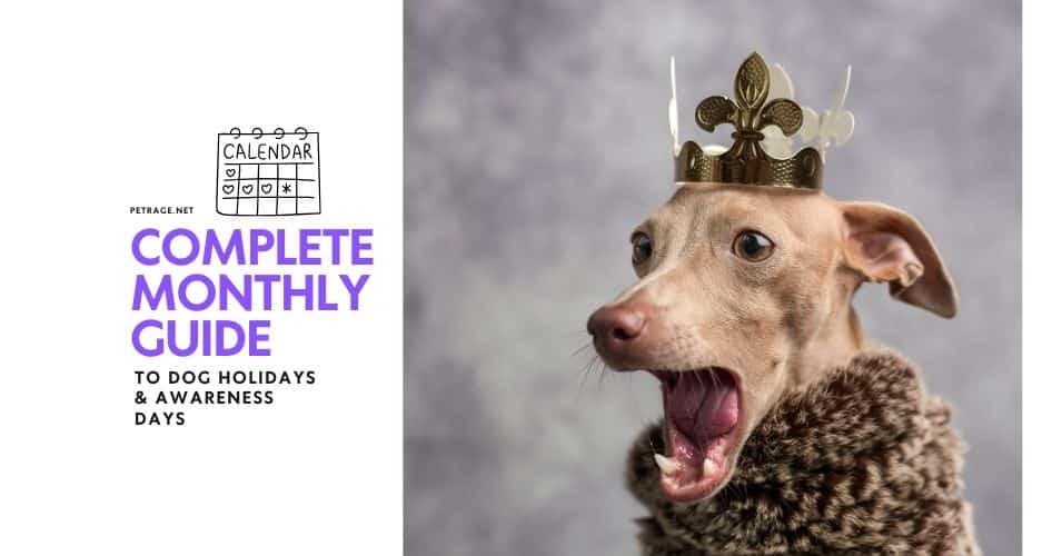 complete monthly guide to dog holidays & awareness days petrage