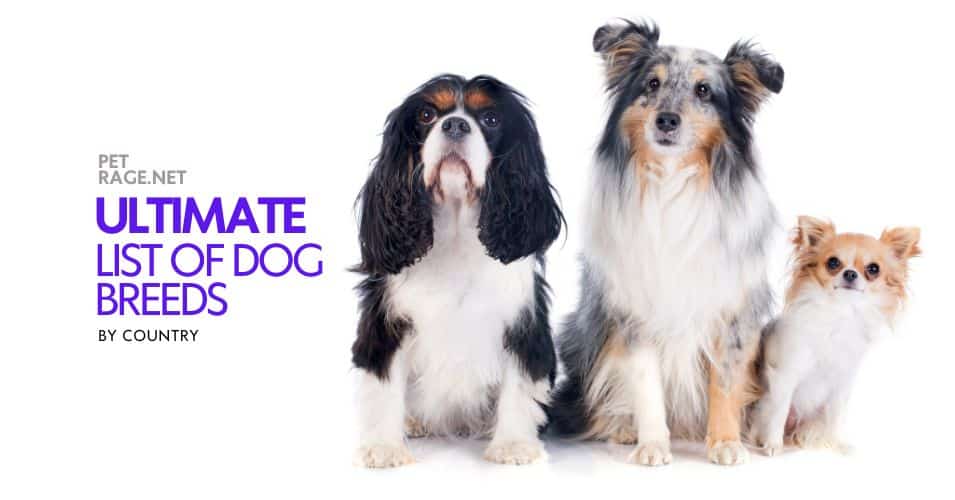 dog breeds by country the ultimate list of origins  petrage