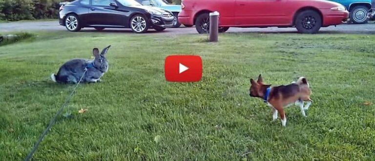 giant flemish rabbit and tea cup chihuahua playing video
