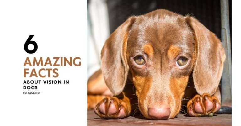 how do dogs see the world 6 fascinating facts about canine vision petrage