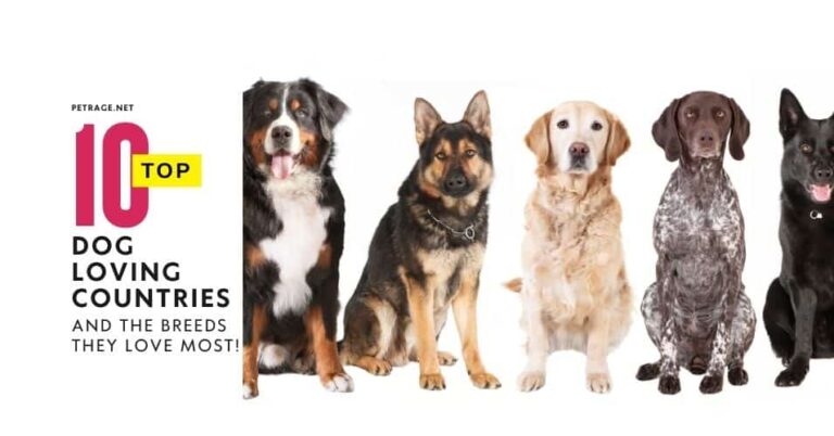 the top 10 dog loving countries by population & the breeds they adore petrage