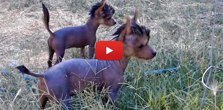 tiny teacup xoloitzcuintli hairless puppies video