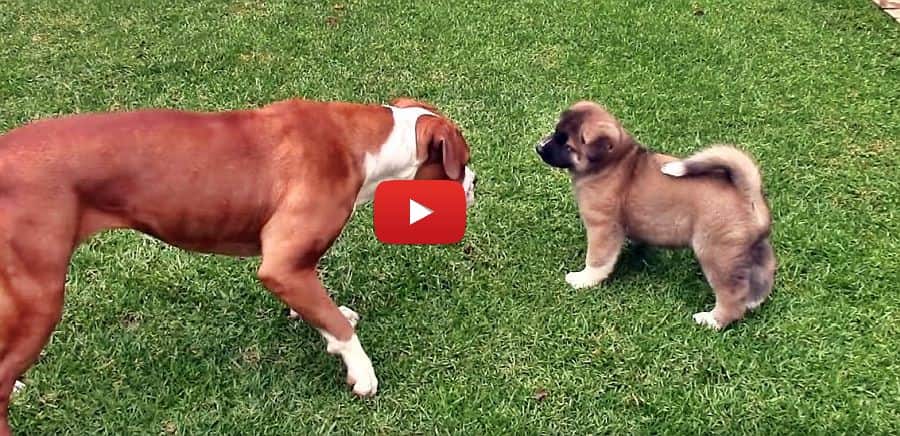 american akita puppy playing with a bulldog video