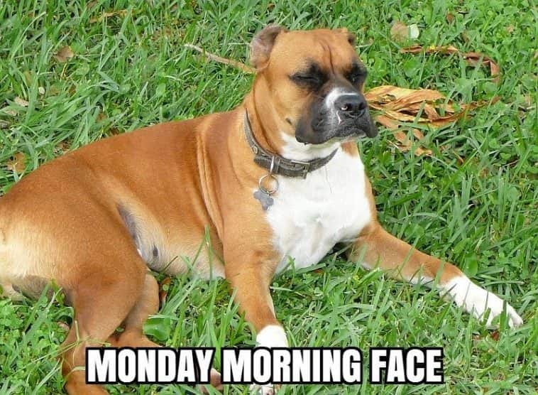 boxer dog monday morning meme petrage