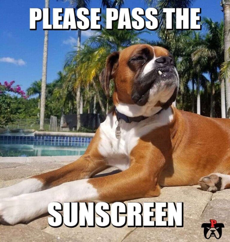 boxer dog sun tan meme petrage