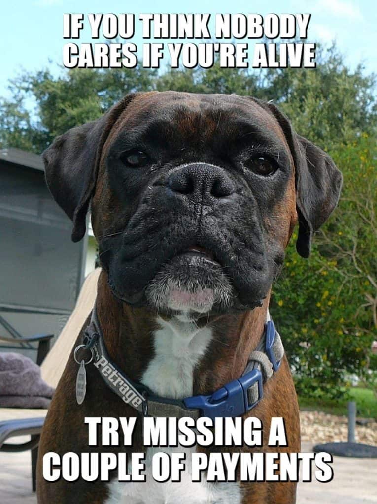 brindle boxer dog miss a few payments meme petrage