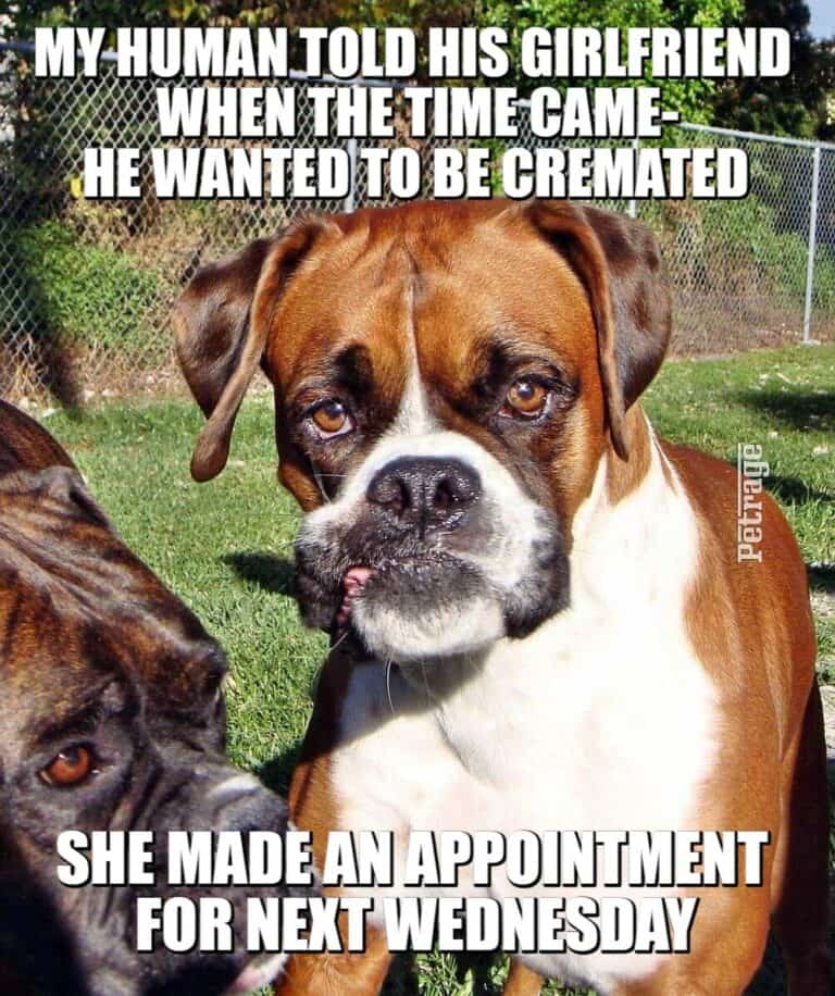 creamation meme the sarcstic boxer dog petrage