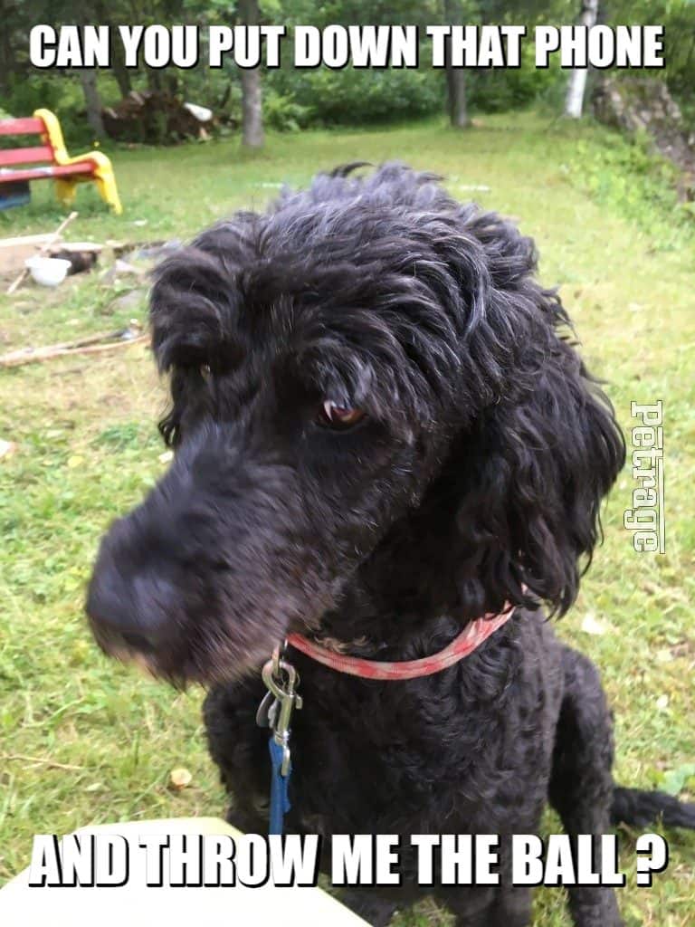 dogs need love meme poodle petrage meme