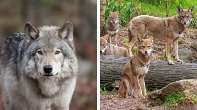 gray wolf and red wolf topper