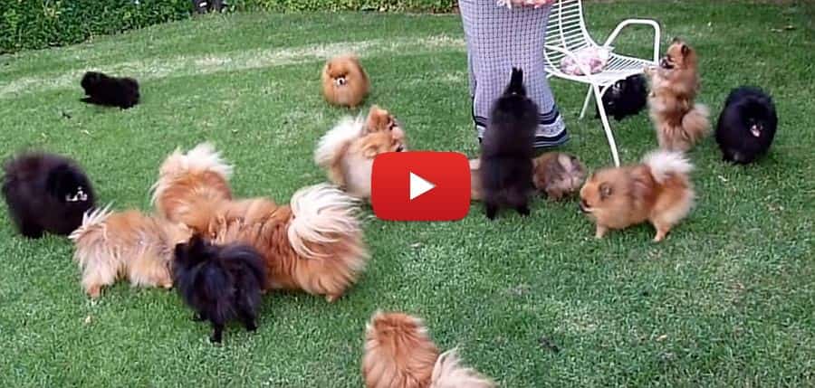 its a pomerian party time in this video