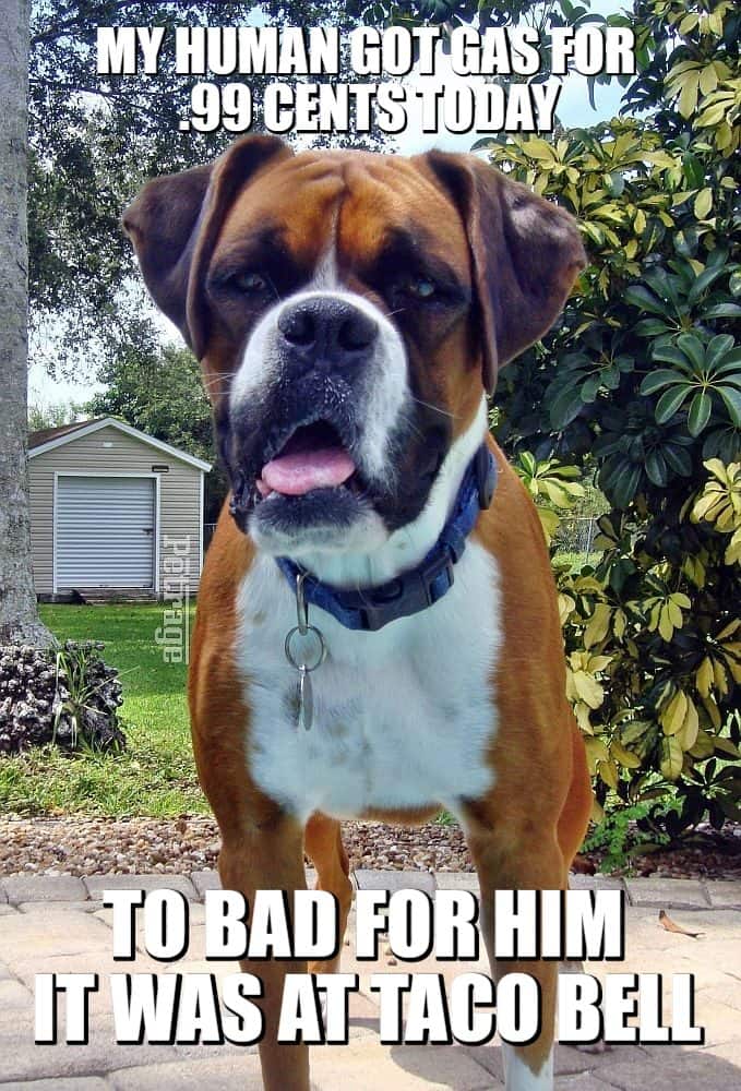 sasrcastic boxer dog 99 cent gas meme petrage