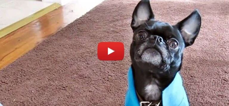 video of a chihuahua x pug great looking pup video