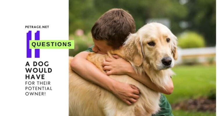 11 questions a dog would ask a potential owner are you ready petrage