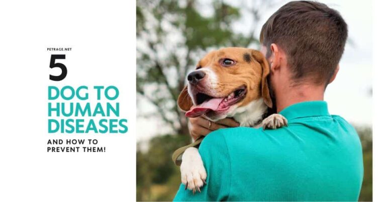 5 diseases you can catch from your dog prevention tips petrage