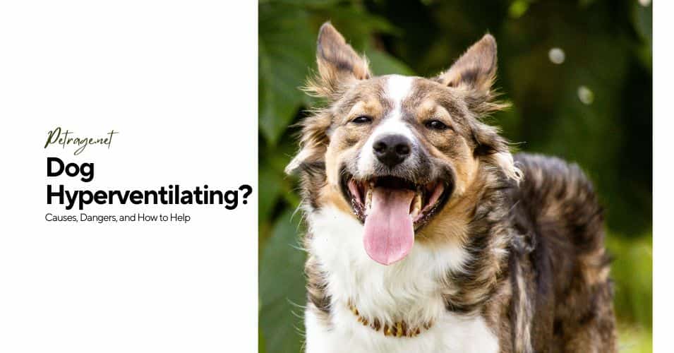 dog hyperventilating causes, dangers, and how to help petrage
