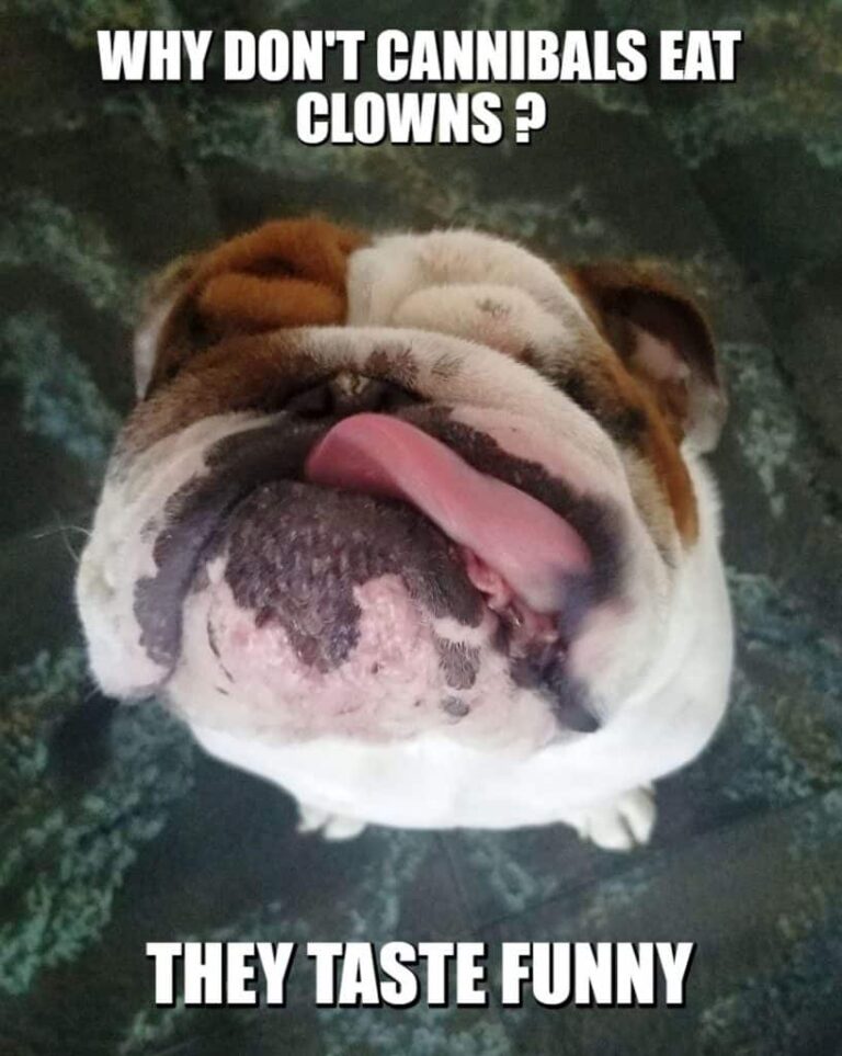 buddy the bulldog clown meme petrage