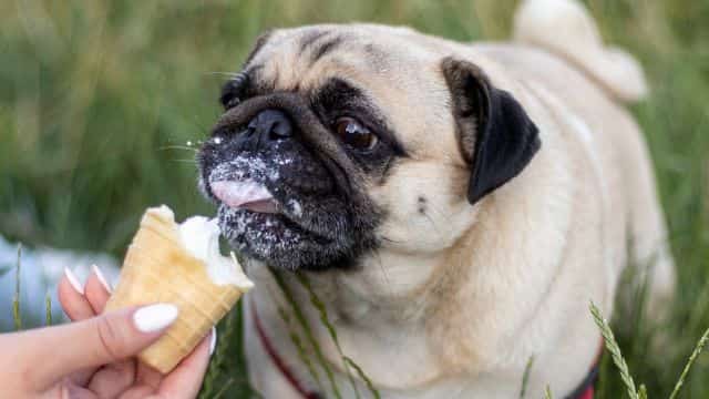 pug dog and yogurt topper