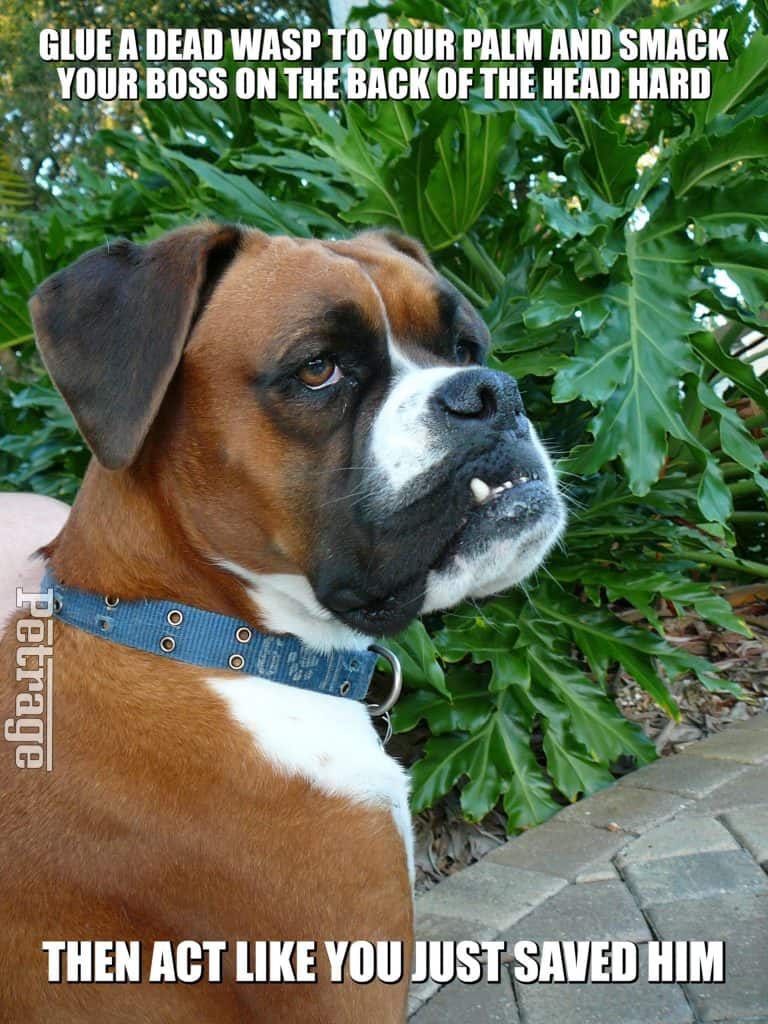 sarcastic boxer dog meme a wasp and your boss petrage
