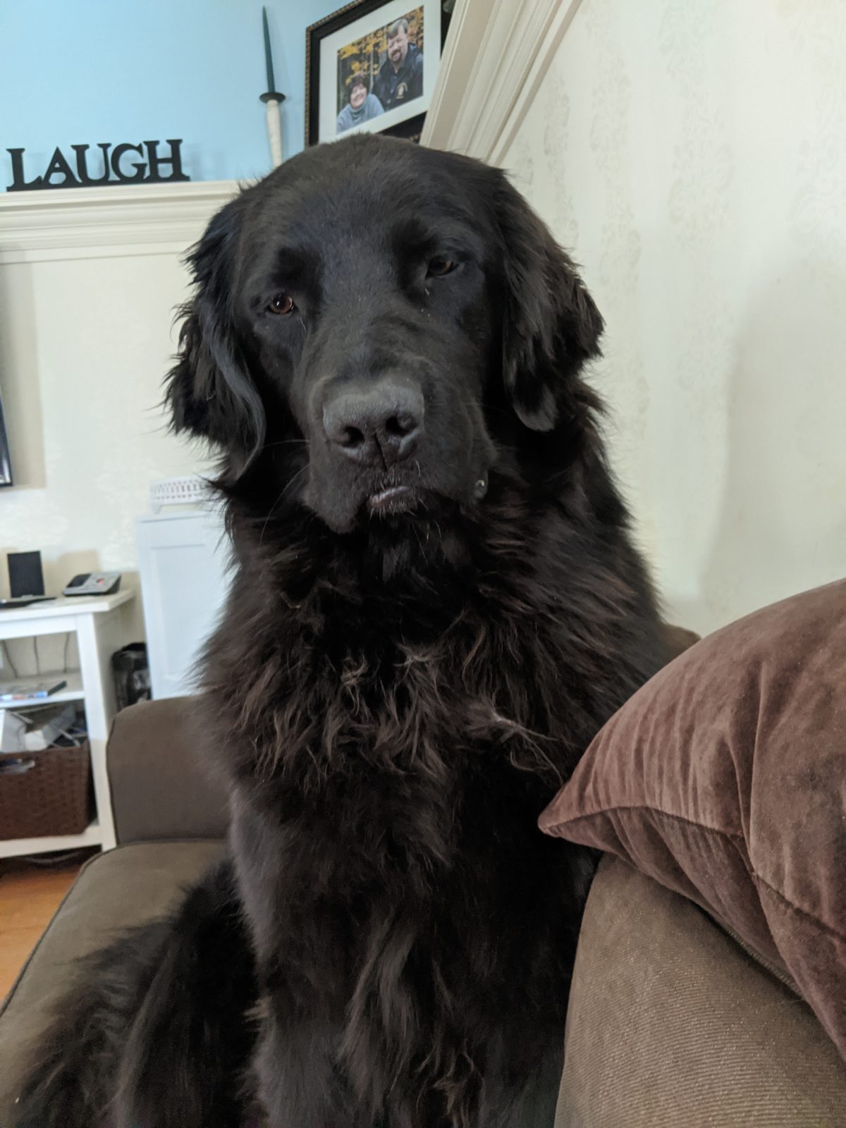 INTERESTING FACTS ABOUT NEWFOUNDLAND DOGS visual data 4