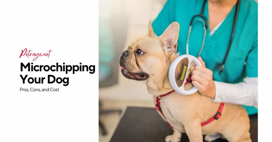 dog microchips explained benefits, risks & costs petrage
