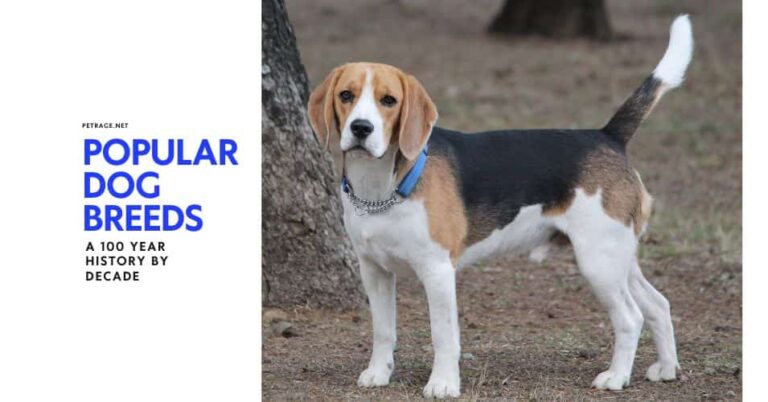 popular dog breeds a 100 year history 1900s 2000s petrage