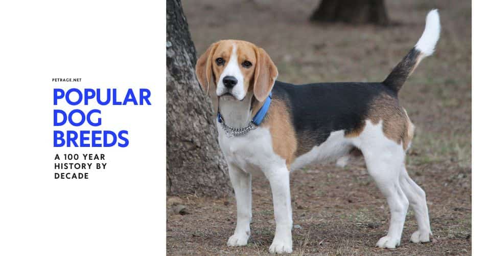 popular dog breeds a 100 year history 1900s 2000s petrage