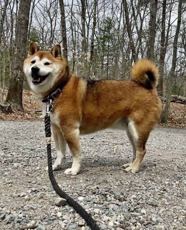 rondo the shiba by kara c