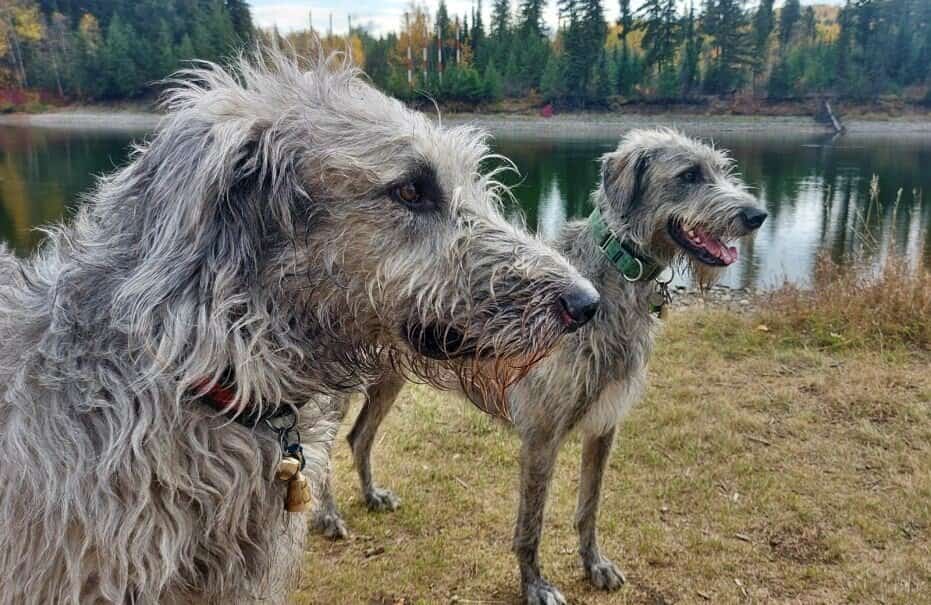 shadow and maggie wolfhounds by the lake by carey e