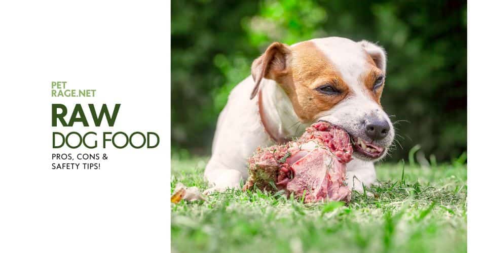 the truth about raw diets for dogs petrage