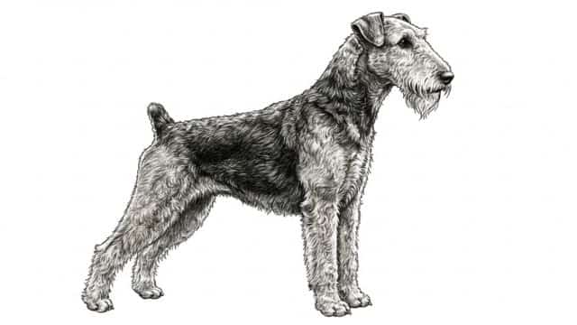 airedale terrier drawing topper