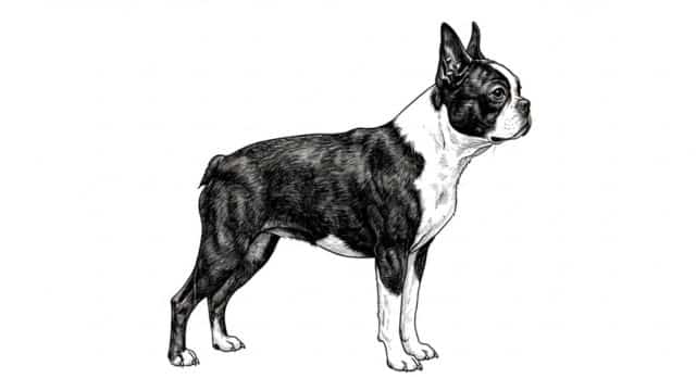 boston terrier drawing topper