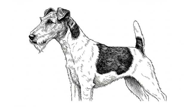 fox terrier drawing topper