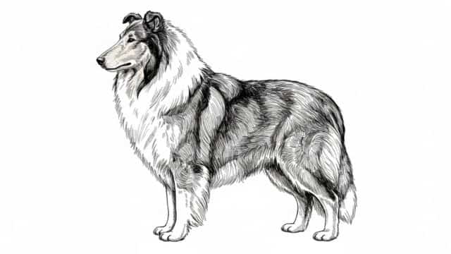 rough collie drawing topper