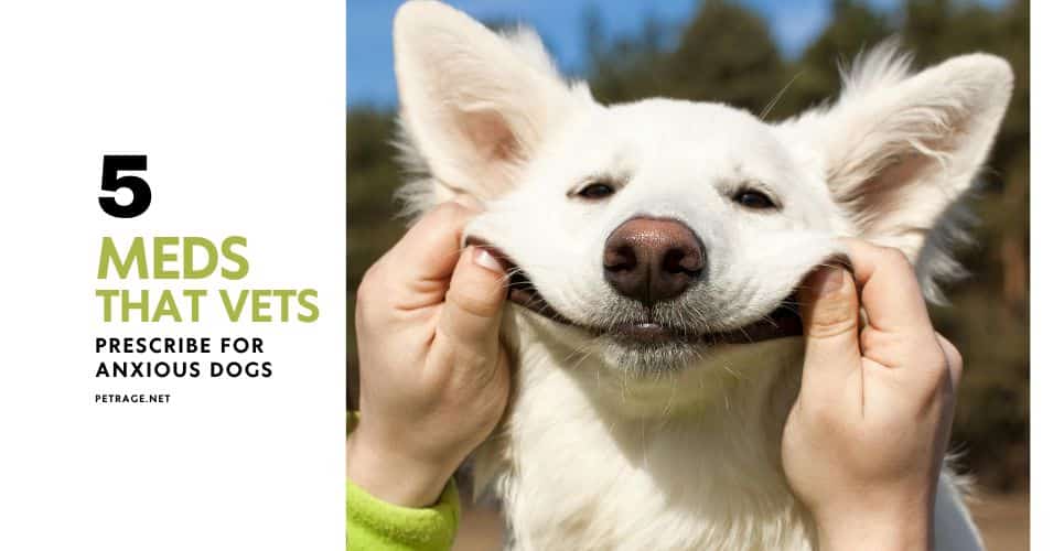 5 medications that vets prescribe for anxious dogs petrage blog post