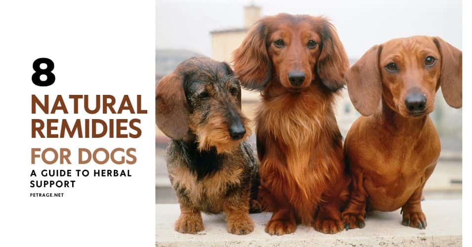 8 natural remedies for dogs a guide to herbal support petrage