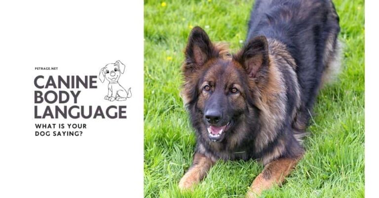 canine body language what is your dog trying to tell you petrage