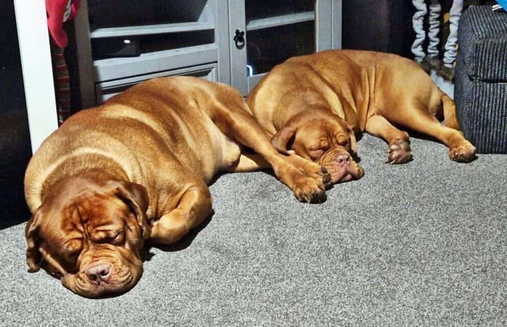 double dogue nap time