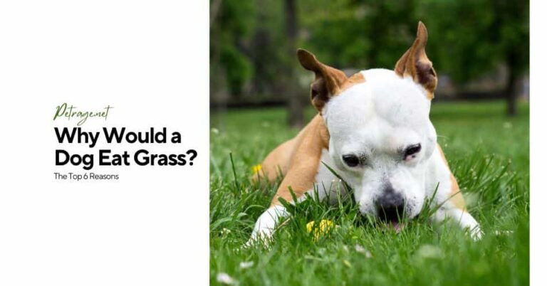 why would a dog eat grass the top 6 reasons petrage