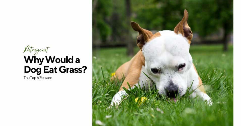 why would a dog eat grass the top 6 reasons petrage