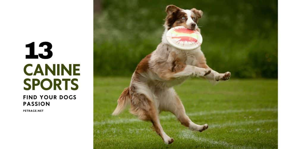 your guide to 13 canine sports find your dog's passion petrage