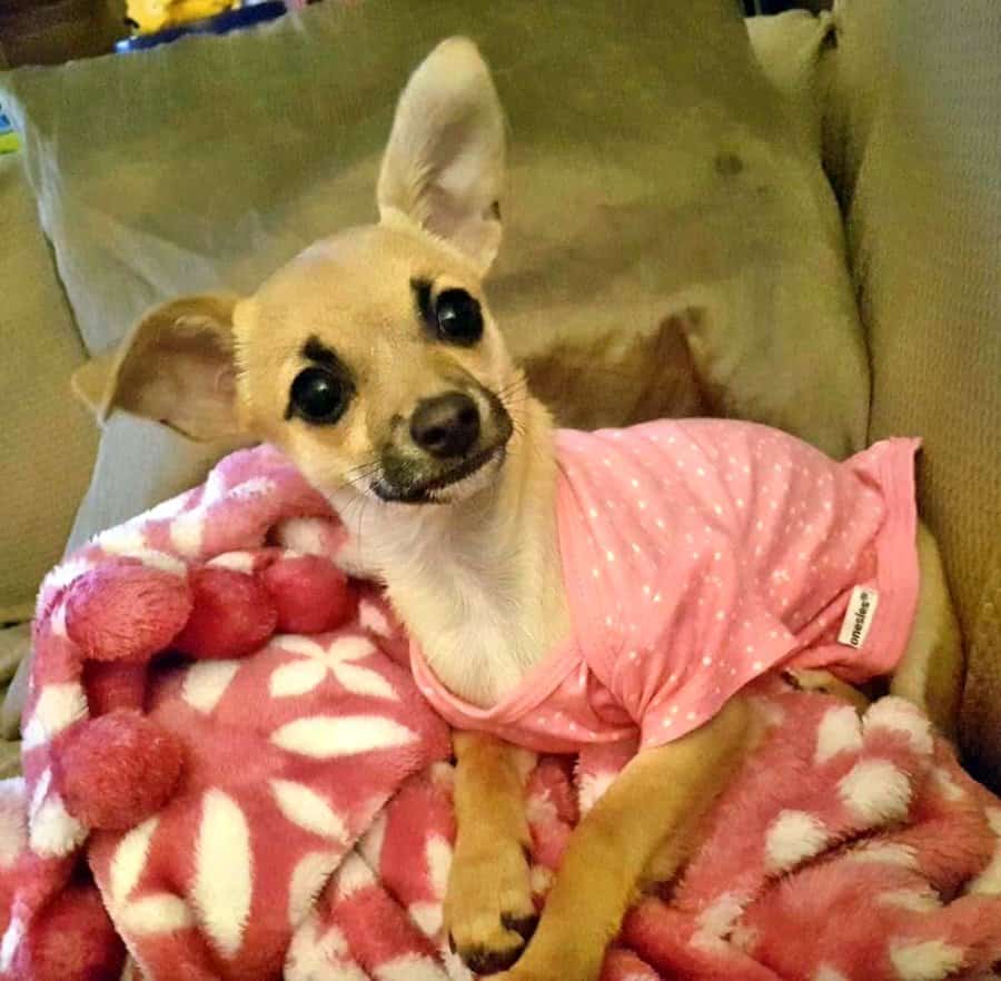 Chihuahua User Gallery