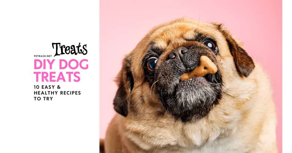 diy dog treats 10 easy & healthy recipes to try petrage (1)
