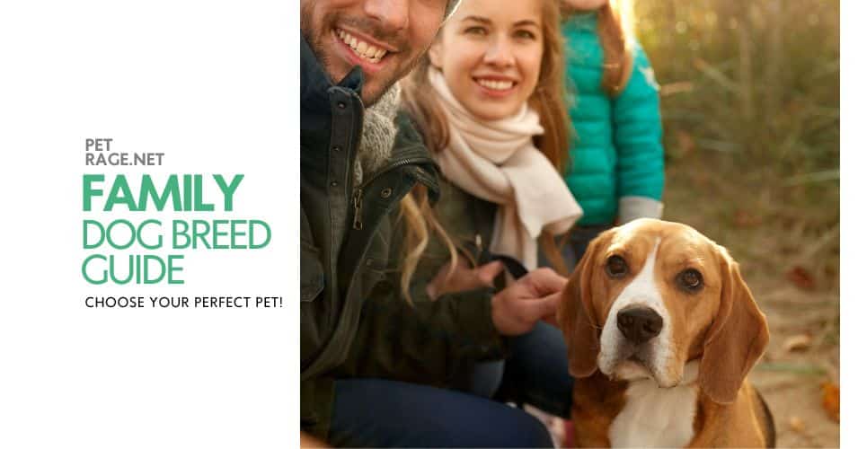 family dog breed guide choose your perfect family pet petrage