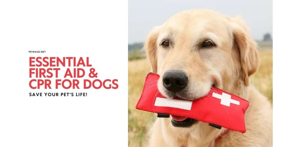 first aid and cpr for dogs a guide for pet owners petrage