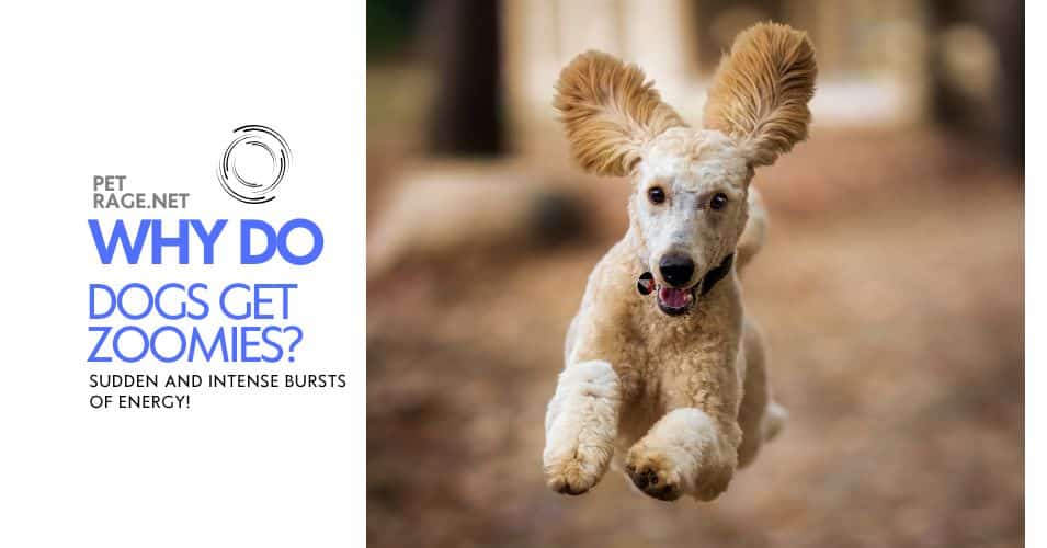 why do dogs get the zoomies sudden burst of energy petrage