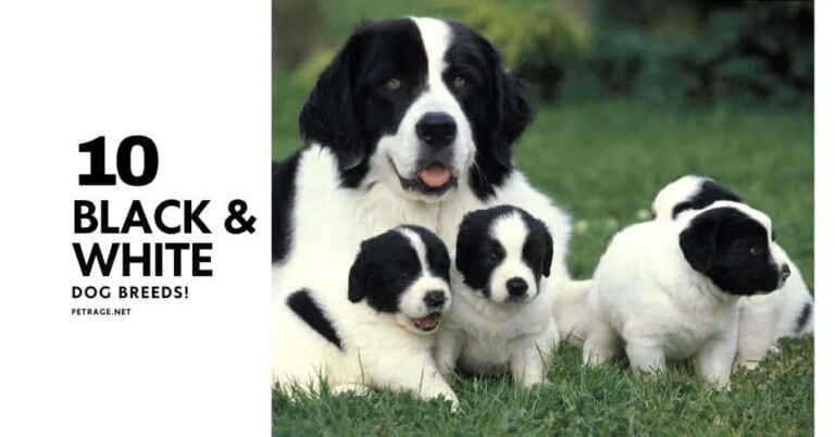 meet the 10 most popular black and white dog breeds petrage